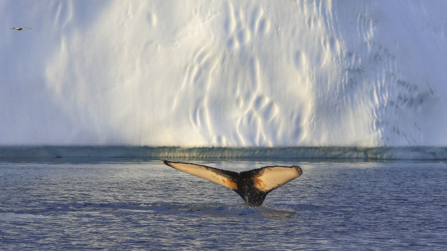 Whale watching viewpoint