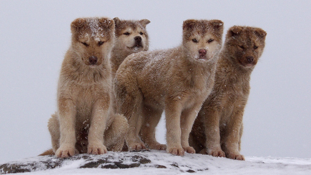 Dog Kennel of Ilulissat