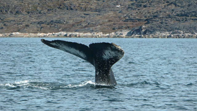Whale watching viewpoint Qasigiannguit