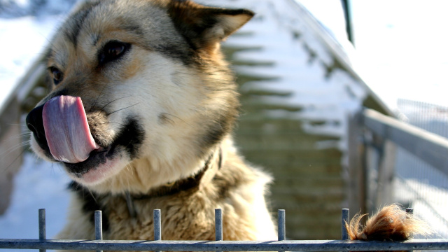 Dog Kennel of Qasigiannguit