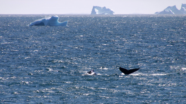 Qeqertarsuaq heliport