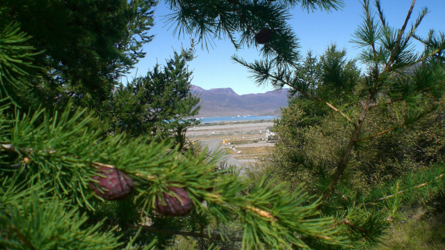 Narsarsuaq Arboretum