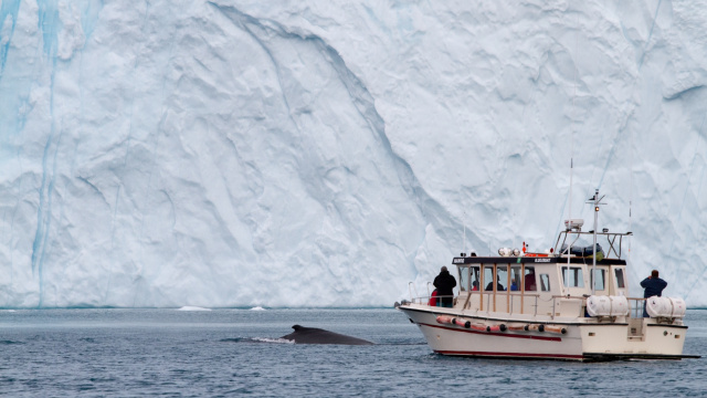 Whale safari in Ilulissat