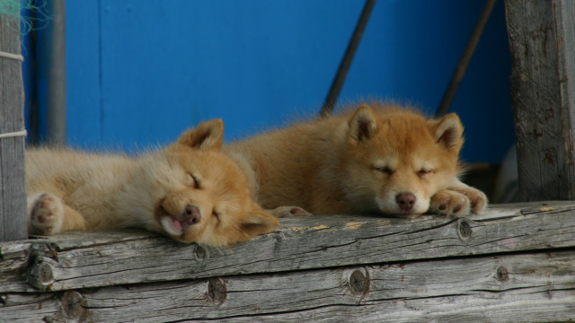 Dog kennel