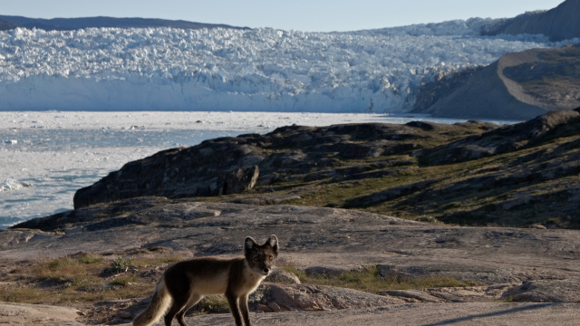 Hike to the Eqi Glacier