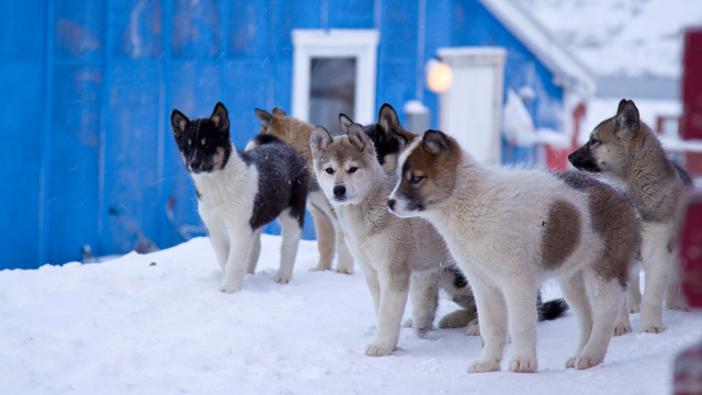 The dog kennel of Sisimiut
